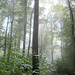 Regenwald-Atmosphäre