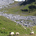 Le pecore dal muso nero davanti al Bianco.