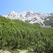 Blick zurück zum Kalkstein der Rotwandli- und Brunnsteinspitze und die vielen Latschen dazwischen - Farben der Natur