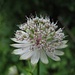 Blüte der Großen Sterndolde (Astrantia major)
