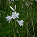 Weisse Trichterlilie (Paradisea liliastrum); oberhalb Hungerberg hat es eine ganze Wiese voll davon