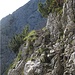 ...a bisserl ausgesetzte Stellen im Aufstieg zur Oberen Wettersteinspitze