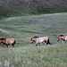 dove vivono gli unici cavalli selvaggi della Mongolia