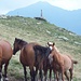 Cavalli a Bardughè