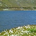 Eriofori sul lago
