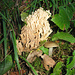 La foresta demaniale di Salvagny è ricca di una varietà incredibile di funghi, alcuni crescono a terra...