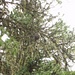 Tannenhäher (Nucifraga caryocatactes)