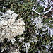 Licheni di varie specie su un tappeto verde