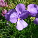 Viola con sperone (Viola calcarata) 