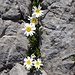 in Ritzen kommen Alpenblumen besonders gut zur Geltung