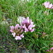 Trifoglio alpino (Trifolium alpinum) 
