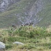 Famigliola di marmotte nei pressi della capanna Motterascio