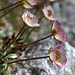 Ranunculus glacialis