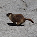 Gipfelplateau Half Dome - Was ist jetzt los? "Marmot" hat seine Naturstein-Wellness-Liege verlassen und galoppiert an uns  vorbei ... [Folge 4/7; Fortsetzung folgt]. 