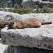 Gipfelplateau Half Dome - "Marmot" macht erst mal ein Nickerchen ... [Folge 2/7; Fortsetzung folgt].