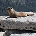 Gipfelplateau Half Dome - Irgendetwas hat das Interesse von "Marmot" geweckt ... [Folge 3/7; Fortsetzung folgt].