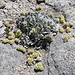 Gipfelplateau Half Dome - Es wächst nicht viel auf dem Half Dome, einige Pflanzen sind aber doch zu finden.