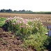 Ein Blumenbeet an einer Bank zwischen den Feldern