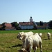 Kühe, im Hintergrund Landsberied