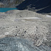 Gletschereis und verschieden farbige Gletscherseelein