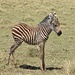 ganz junges Zebra - noch ganz braune Streifen