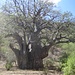 mächtiger Baobab - Affenbrotbraum am ostafrikanischen Grabenbruch