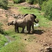 Bei 35° im Schatten nehmen Mutter und Kind Elefant eine Dusche an einem der wenigen Rinnsale