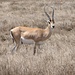 Grant-Gazelle in der weiten Grassteppe der Serengeti