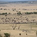 gewaltige Büffelherde - jedes Jahr ziehen diese mit Millionen von Gnus und Zebras zu den Wasserplätzen