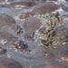 Flusspferdgruppe dicht gedrängt im Wasserloch