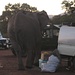 Elefant verlässt nach dem Trinken via Parkbereich den Platz