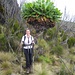 Eine - sogar etwas kleinere - der 5m hohen Riesensenecien. Dies bilden zusammen mit den Riesenlobelien in einer Höhenzone von ca. 3200 - 4200 m Höhe eine einzigartige fremd anmutende Vegetationszone