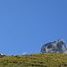 Glückliches Schafleben auf der Alp Ramoza I