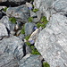 Mont-Cenis-Glockenblumen inmitten grünem Verrucano