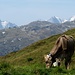Bündner Kuh vor Bergkulisse