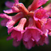 Rhododendron ferrugineum - Rostblättrige Alpenrose, Rust-leaved Alpenrose, Rododendro rosso, Cresta-cot cotschna ([http://www.hikr.org/gallery/photo59587.html Blatten])