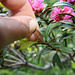 Rhododendron ferrugineum - Rostblättrige Alpenrose, Rust-leaved Alpenrose, Rododendro rosso, Cresta-cot cotschna
