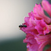 Rhododendron ferrugineum - Rostblättrige Alpenrose, Rust-leaved Alpenrose, Rododendro rosso, Cresta-cot cotschna ([http://www.hikr.org/gallery/photo59587.html Blatten])