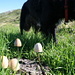 Mushrooms on cow poop with [U Stani] and [U Zina]