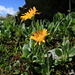 The [http://www.hikr.org/gallery/photo59550.html same flower] from a different perspective: Mountain Tobacco (or Leopard's Bane, Arnika - Arnica montana)