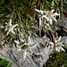Edelweiss...an den Chilchbergen blühen sie zahlreich und wunderschön!