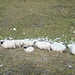 Schafe beim Furkapass