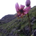 Der Türkenbund - eine der schönsten Blumen in den Alpen.
