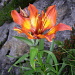 Die Feuerlilie - für mich die schönste Blume in den Alpen.