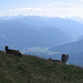 Le brune alpine dell'alpeggio di Tegia Gronda godono di un gran panorama.