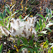Lapplandweide (Salix lapponum)