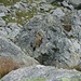 una delle numerose marmotte