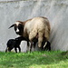 Mama-Schaf mit Zwillingen I