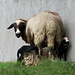 Mama-Schaf mit Zwillingen II