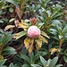 <b>Galla su rododendro (Rhododendrum ferrugineum). <br />È causata da un fungo chiamato Exobasidium rhododendri, che parassita le foglie delle piante di questo genere.</b>